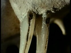 BCU 2 rear fangs attached to jawbone showing grooved channels for venom Stock Footage