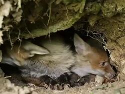 CU Red Fox (vulpes vulpes) mother and cub standing at Den entrance / Calvados, Normandy, France Stock Footage