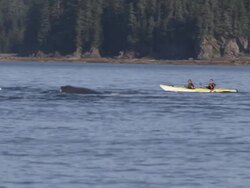 'Long Shot pan-right-Kayakers paddle past humpback whales that surface and spout near a forested Alaskan coast. / Alaska, USA' Stock Footage