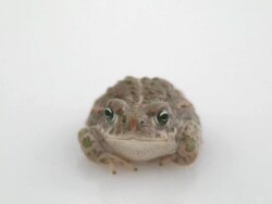 Looking at you Stock Footage