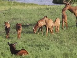 MS Shot of elk/wapiti (Cervus canadensis) 10 elk calves innursery herd walk along river bank at sunset / Estes Park, Colorado, United States Stock Footage