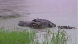 A crocodile lounges in a swamp. Stock Footage