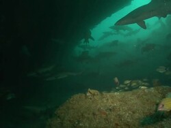 MS Shot of Various fish swimming through reef crevice towards ragged tooth aggregation / Aliwal Shoal, Kwa Zulu Natal, South Africa Stock Footage