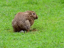 Rabbit on grass field Stock Footage