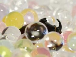 beetle and balls Stock Footage