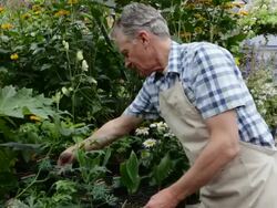 Portrait of confident worker in plant nursery greenhouse Stock Footage