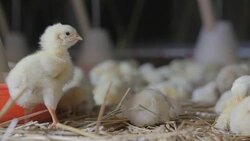 Chicken at the farm Stock Footage