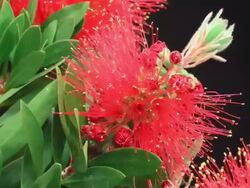 Bottlebrush flower blooming extreme macro HD Stock Footage