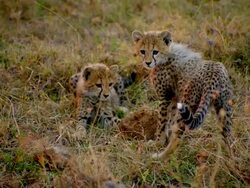MS Two baby cheetah playing with stone / Masai Mara, Kenya Stock Footage