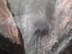 Hamadryas guatemalena Stock Footage