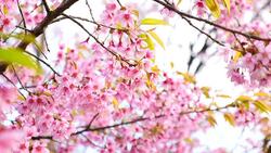 Pink Cherry Blossoms in Spring Season Stock Footage