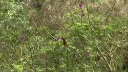 A hummingbird flits between flowers. Stock Footage