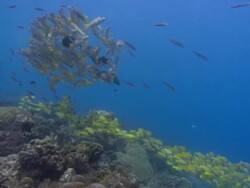 Fish in lagoon, snapper shoals bigeye and bluelined, Aldabra, Indian Ocean  Stock Footage