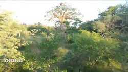 Baobab Tree, Limpopo Province, South Africa Stock Footage