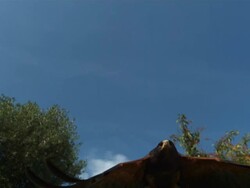 High speed Eagle flying to camera Stock Footage