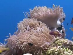 Blackfooted Anemonefish (Amphiprion nigripes) in Sea Anemone (Heteractis magnifica) on coral reef, surrounded by school of Scalefin Anthias, Meemu Atoll, The Maldives Stock Footage