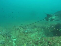Mantas, point of view. Mozambique  Stock Footage