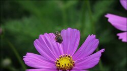 Slomo Bee Landing On Violet Flower. Stock Footage