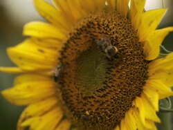 Bumble Bee on Sunflower Tight Angle Stock Footage