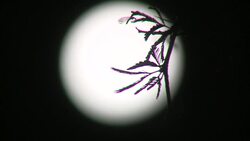 Camelthorn Tree in the light of full moon Stock Footage