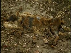 MS dead mammal decomposing on ground, Western Ghats, India Stock Footage