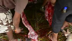 Pohnpei Micronesia men using knives to cut pig meat for celebration party on the island Stock Footage