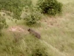 AERIAL WS ZI POV View of rhinos running / Save Valley, Southern Zimbabwe, Zimbabwe Stock Footage