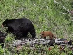 MS TS Two cubs of  year following sow on log / Yellowstone, Wyoming, United States Stock Footage