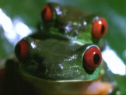 Red-eyed Tree Frog, BCU frogs mating, facing camera.  Panama. Stock Footage