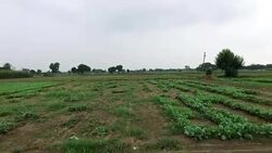 Cauliflower Sprouts ready for plantation Stock Footage