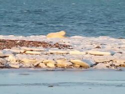MS Shot of polar bear lying on ice with water flowing / Arviat, Nunavut, Canada Stock Footage