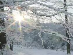 HD SLOW MOTION: Walking In Idyllic Winter Forest Stock Footage