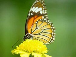Monarch Butterfly Stock Footage