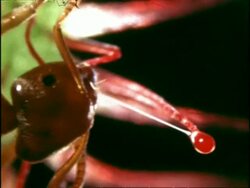Ant trapped on Sundew, CU, UK Stock Footage