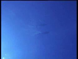 Spinner dolphins swimming from below, back lit, Layang Layang, Malaysia Stock Footage