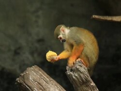 Monkey in zoo. Stock Footage