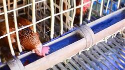 Chicken eggs eating food in farm Stock Footage