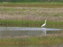Snowy egret in the swamp 6 Stock Footage