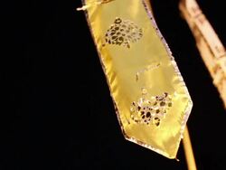 Thailand Religious and Culture with Faith Stock Footage