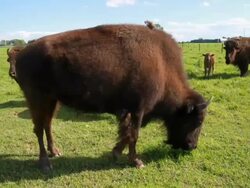 buffalo in a field Stock Footage