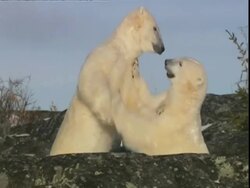 Polar bears (Ursus marinus) wrestling go behind rock, Manitoba, Canada Stock Footage