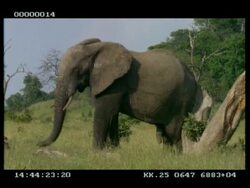 MCU African Elephant (Loxodonta africana) scratching against tree trunk Stock Footage