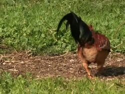 rooster  in a green yard Stock Footage
