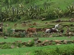 Cattle on green landscape Stock Footage