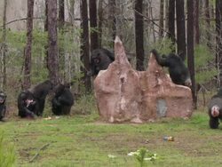 Chimpanzees eat at Chimp Haven Stock Footage