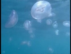 Moon or Gold-ringed Jellyfish (Aurelia aurita) underwater, drifting close to the surface Stock Footage