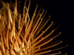 BCU Burdock Seed rotating away from camera Stock Footage