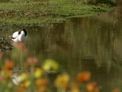 MS View of Pied avocet standing and wading through water with Namaqualand daisies visible in FG / Namaqualand, Northern Cape, South Africa Stock Footage