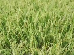 Green rice paddy Stock Footage