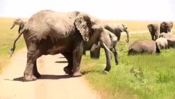 Very Dangerous Condition at Wildlife with Mother and baby elephant Stock Footage